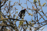 Acorn Woodpecker - IMG_2604.JPG