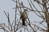 White-crowned Sparrow - IMG_2792.JPG
