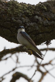 Tree Swallow - IMG_2819.JPG