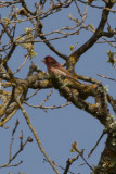 Purple Finch - IMG_2888.JPG