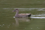 Gadwall - IMG_2983.JPG