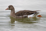 Greater White-fronted Goose - IMG_3072.JPG
