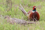 Ring-necked Pheasant - IMG_3271.JPG
