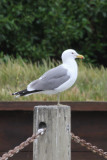 California Gull - IMG_3298.JPG