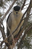 Black-crowned Night-Heron - IMG_3309.JPG