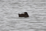 Surf Scoter - IMG_3399.JPG