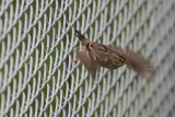 Savannah Sparrow - IMG_3476.JPG