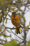 Bullocks Oriole - IMG_3494.JPG