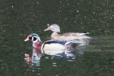 Wood Duck pair on the pond