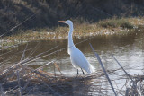 Great Egret