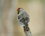 11- 15 cm Sizerin flamm  - Common Redpoll ( Carduelis Flammea )