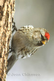 11- 15 cm Sizerin flamm  - Common Redpoll ( Carduelis Flammea )