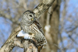 46-58 cm  Chouette Rayée  (Barred Owl ) Strix varia