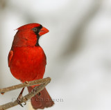  19 - 24 cm Cardinal rouge Northern Cardinal / Cardinalis cardinalis