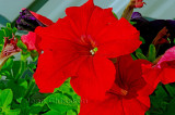 Petunia Grandiflora
