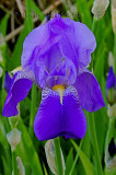 Iris pseudacorus