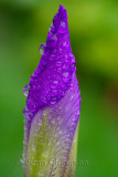 Iris  gouttes de pluie