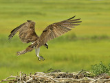 53 - 62 cm Balbuzard Pcheur (Osprey) Pandion haliaetus   _La Femelle protege ses trois petits