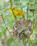 12-13 cm Paruline Jaune ( Yellow Warbler ) merci  beaucoup J-Y