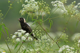 17- 20 cm Goglu des prs  / Bobolink 1 of 2