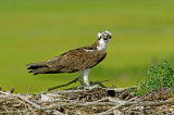 53 - 62 cm Balbuzard Pcheur (Osprey) Pandion haliaetus