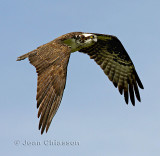 53 - 62 cm Balbuzard Pcheur (Osprey) Pandion haliaetus