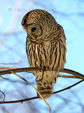 46-58 cm  Chouette Rayée  (Barred Owl ) Strix varia