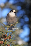 Msangeai du Canada - Gray Jay 1 of  4