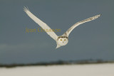 Harfang des Neiges (Snowy Owl)