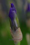 Iris pseudacorus  (Jardin