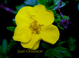 Potentille / Potentilla