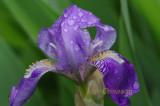 Iris pseudacorus  (Jardin
