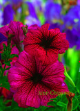 Petunia /  Grandiflora