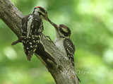 Pic chevelu ( Hairy Woodpecker)