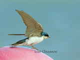 Hirondelle Bicolore  / Tree Swallow