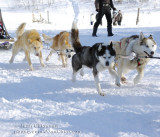 Chien de traineau  Dogsledding