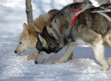 Chien de traineau Dogsledding