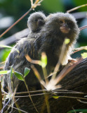 pigmymarmoset-baby.jpg