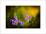 Wildflower 061.jpg