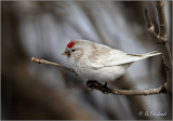 Leucisitic Redpoll