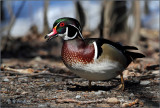 Wood Duck Drake