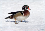 Cold Duck