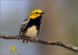 Black Throated Green Warbler