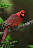 Mr Cardinal  In The Amur Maple