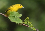 Yellow Habitat