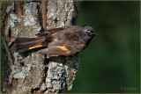 Redstart On Green