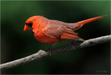 Cardinal Twist