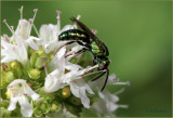 Green Metallic Bee