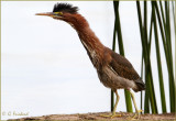 Extended/Green Heron