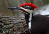 Pileated Male Woodpecker Visit
